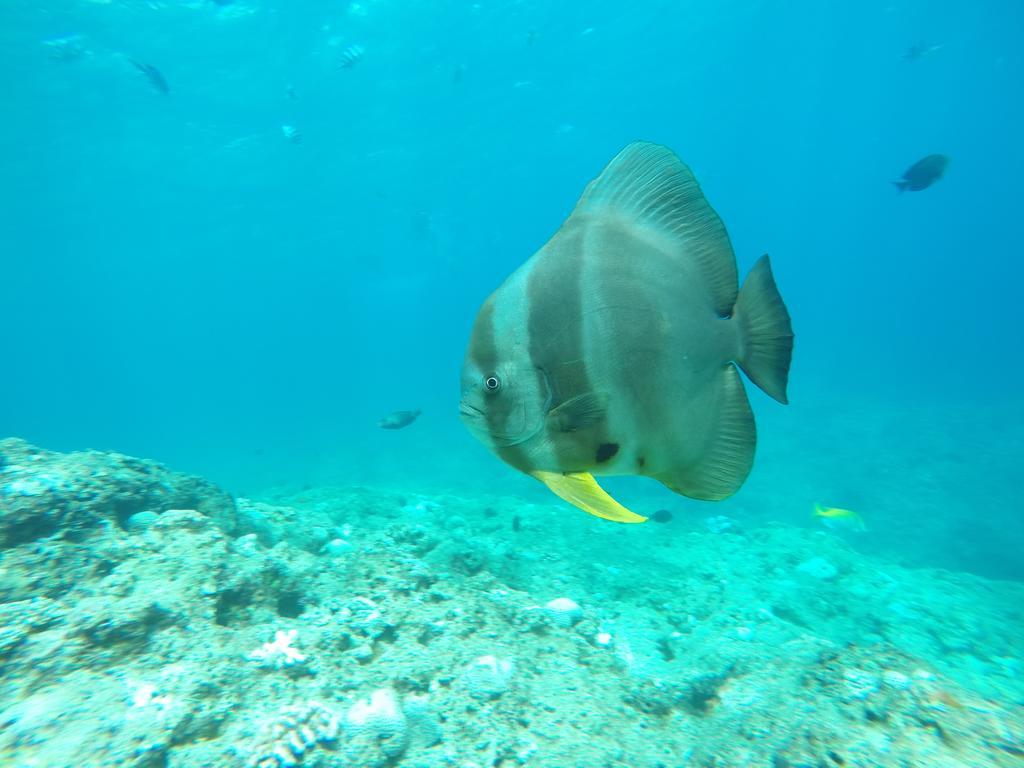فندق Tropical Surf House Okinawa أونا المظهر الخارجي الصورة